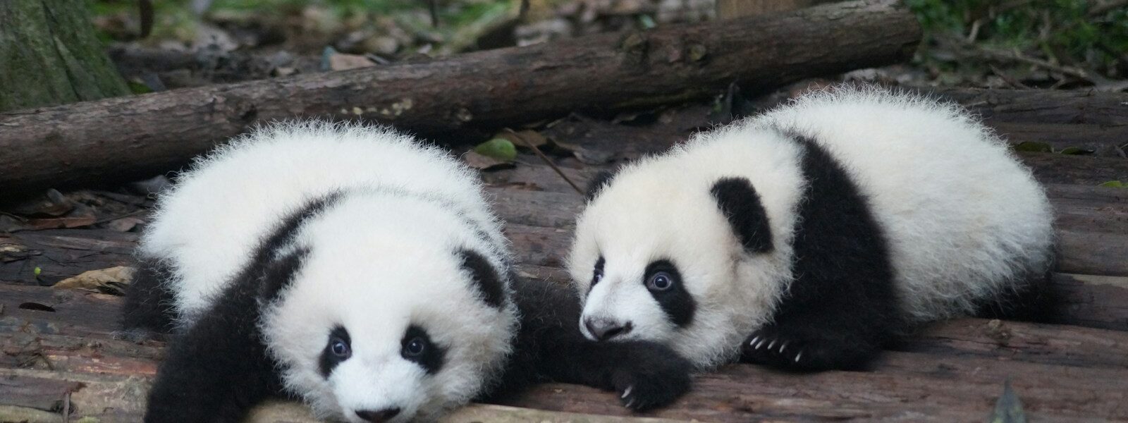 two white-and-black Pandas lying on floor during daytime