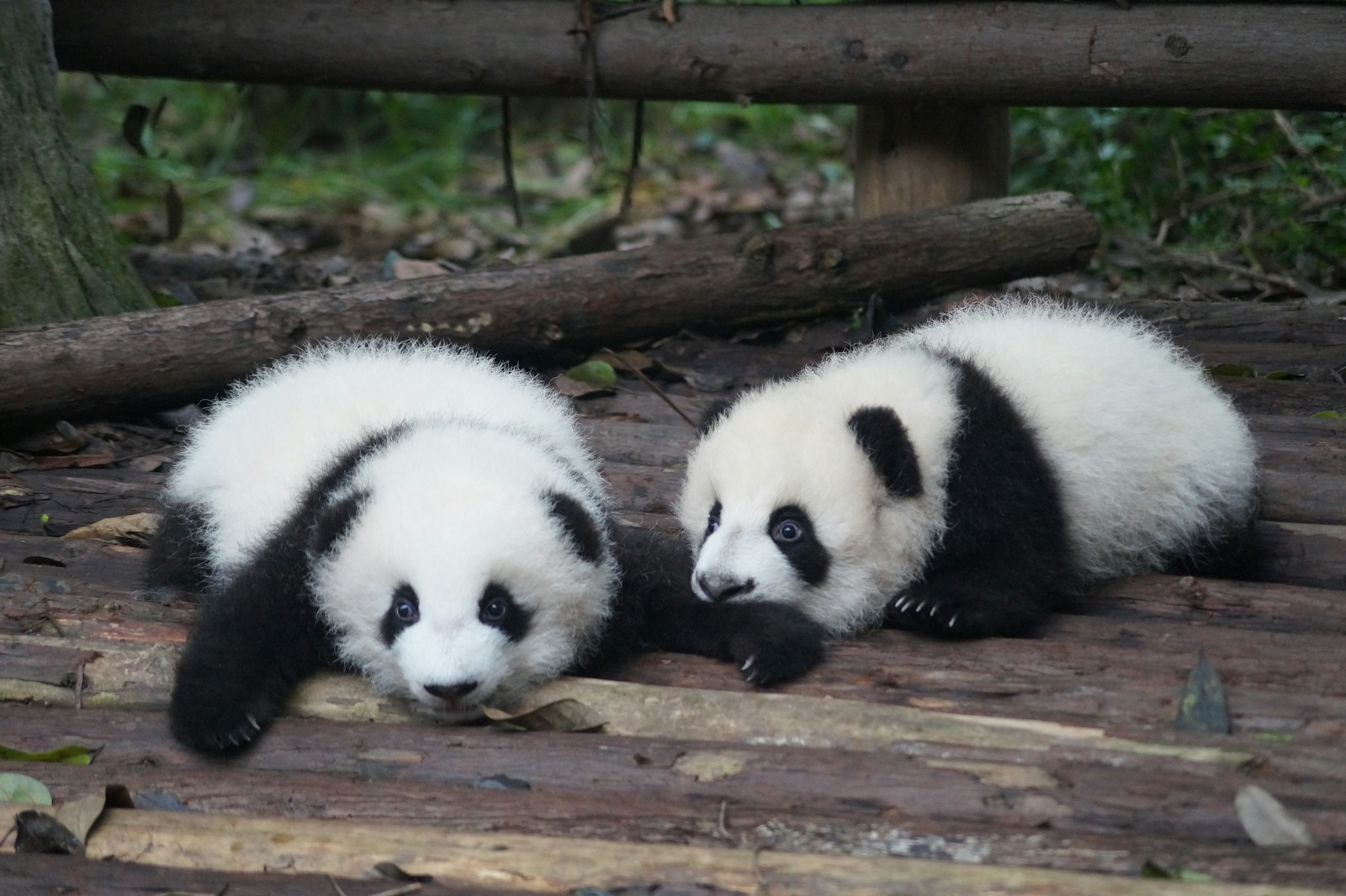 Chengdu